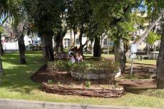 Saint-Paul veut valoriser le bois de goyavier