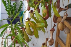 Les visites du concours Jardins et balcons fleuris démarrent