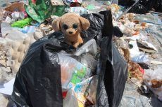 18-0915 Cap la Houssaye World Clean Up Day ARL (54)